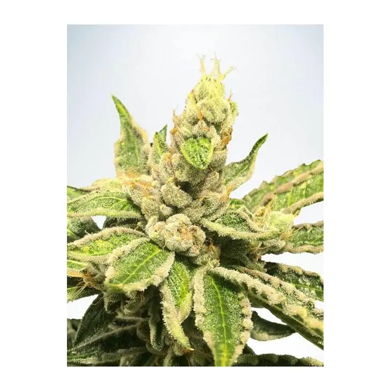 Mamacita’s Cookies