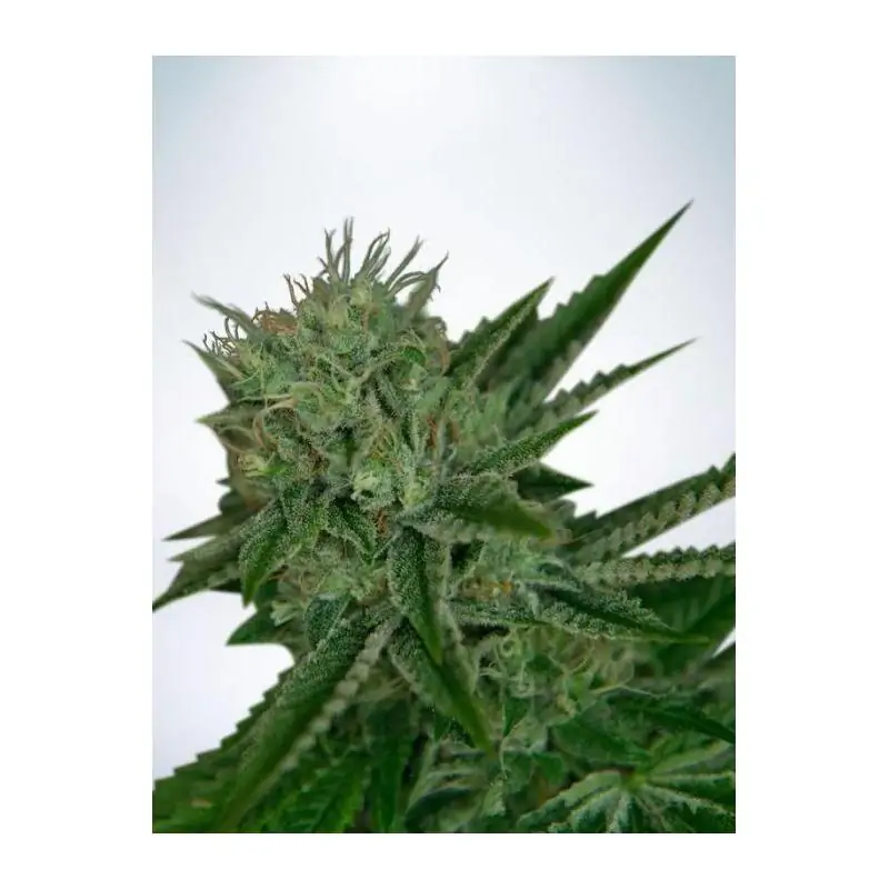 Auto Northern Lights