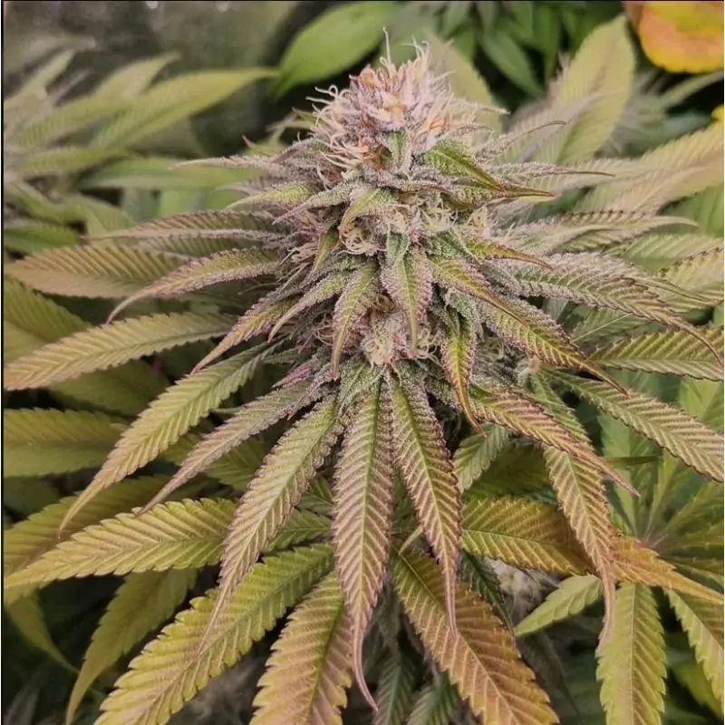 Blue Lagoon Haze