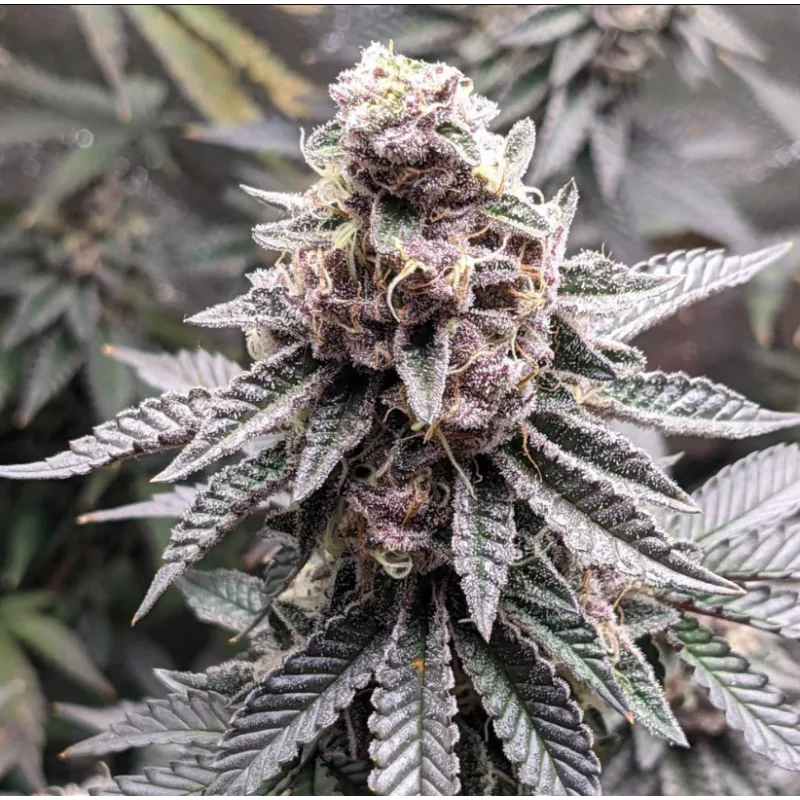Tropicana Cookies