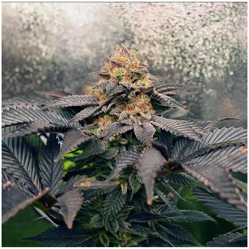 Grand Daddy Purpz