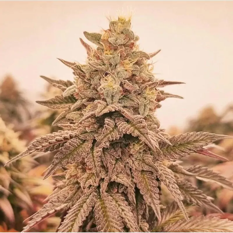 Orangu Tangie