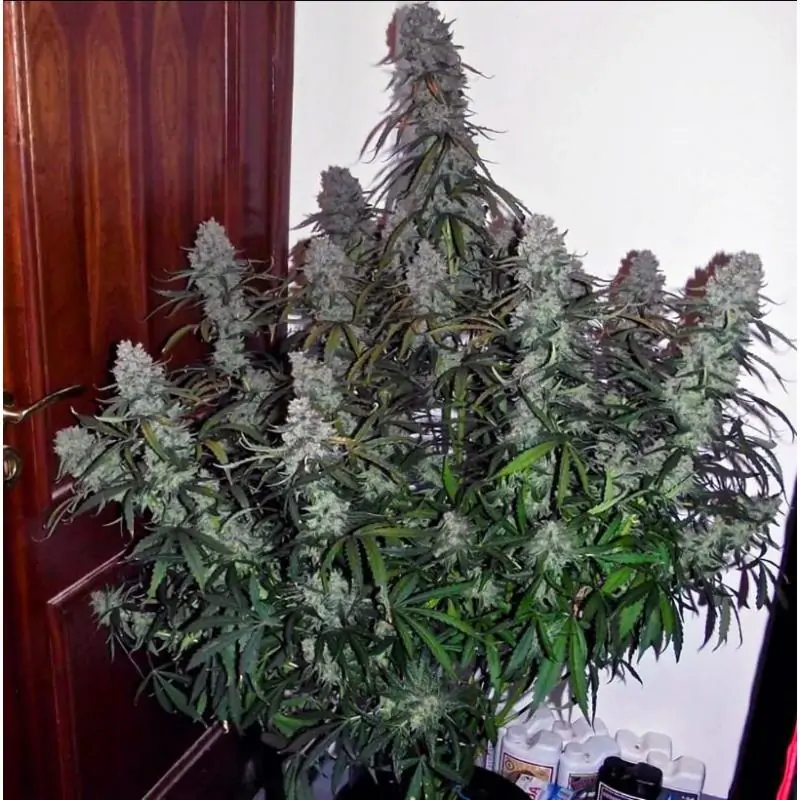 Mimosa Auto