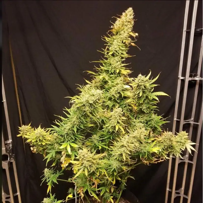 Auto Lemon Skunk
