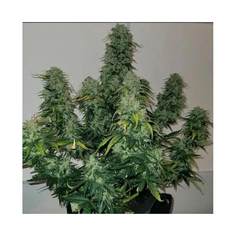 Auto Sherbet Blast
