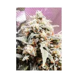 MR. AMNESIA MASS