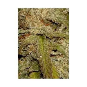 MR. AMNESIA MASS