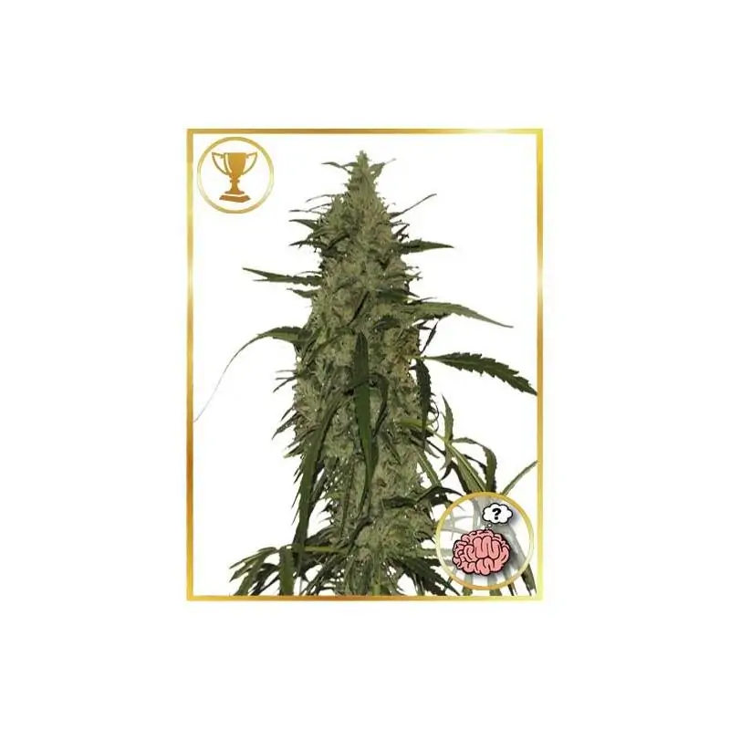 MR. AMNESIA MASS