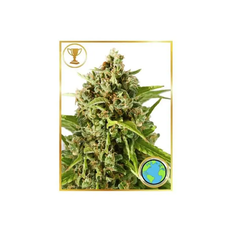 MR. MOTHER EARTH