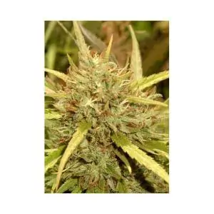 MR. SUGAR LEMON HAZE