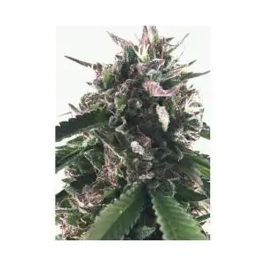 MR. BLUEBERRY BUD