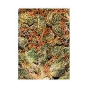 MR. BLUEBERRY BUD