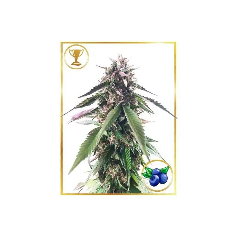 MR. BLUEBERRY BUD