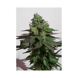 MR. WHITE WIDOW +