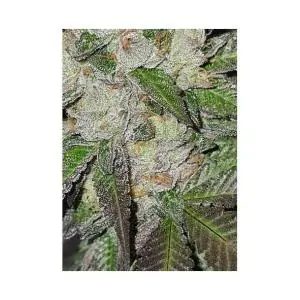 MR. WHITE WIDOW +