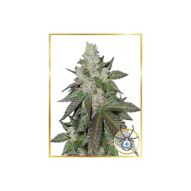 MR. WHITE WIDOW +