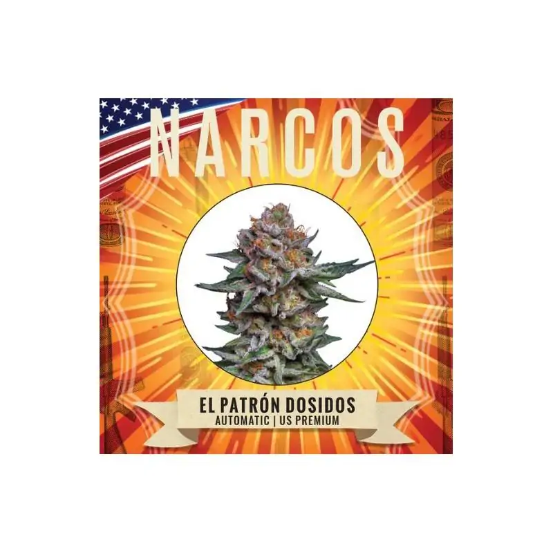 Auto El Patrón Dosidos