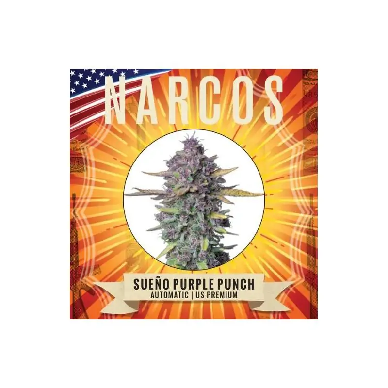 Auto Sueño Purple Punch