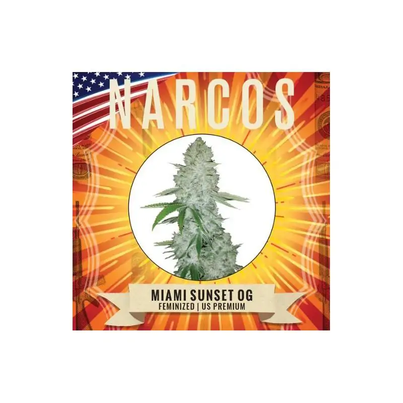 Miami Sunset OG