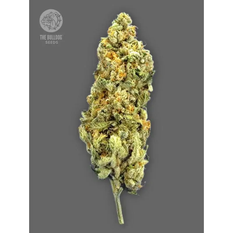 Mimosa