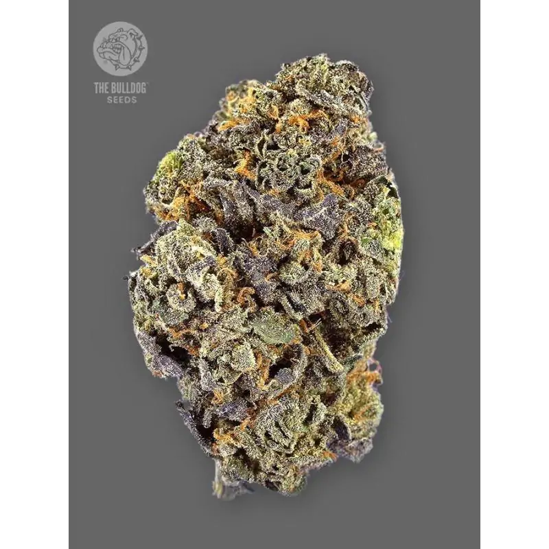 Auto Gelato