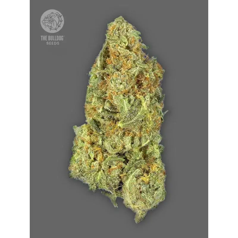 Auto Gorilla