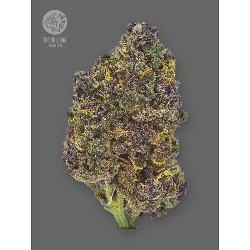 Auto Purple CBD