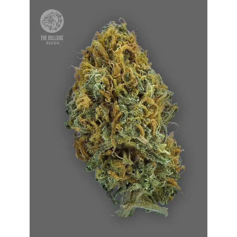 Auto Skittlez