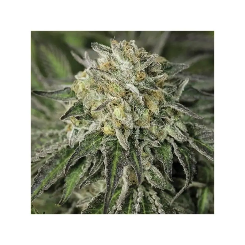 Amherst Sour Diesel