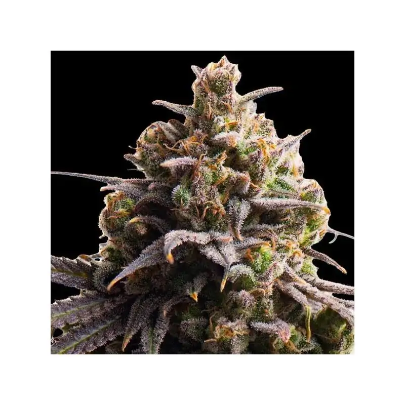 Tahitian Tingle Triploide