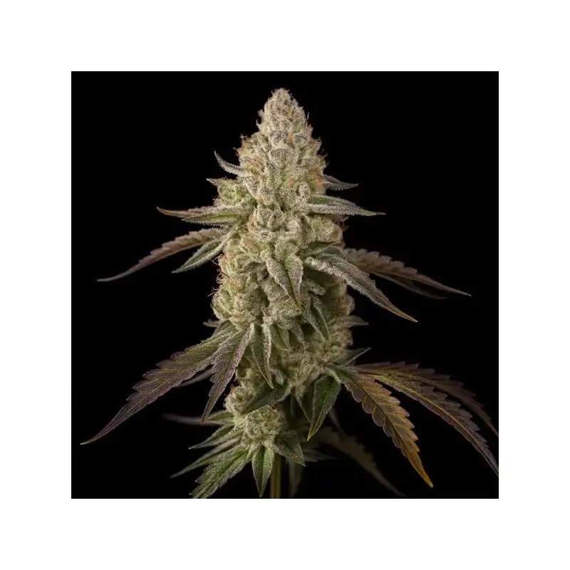 Banana Velvet Og Triploide