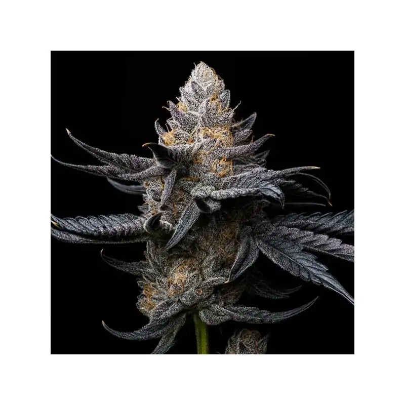 White Diamond Triploide