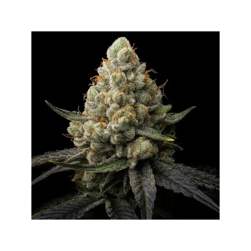 Sunshine Citrus Triploid