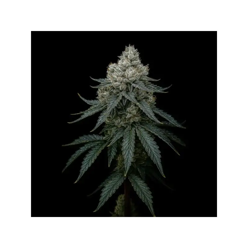 Frosty Apple Triploide