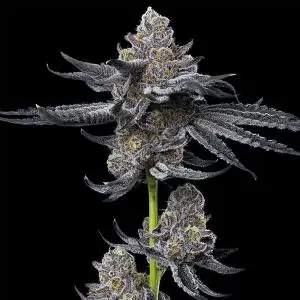 LFG Barney's x Dr. Greenthumb