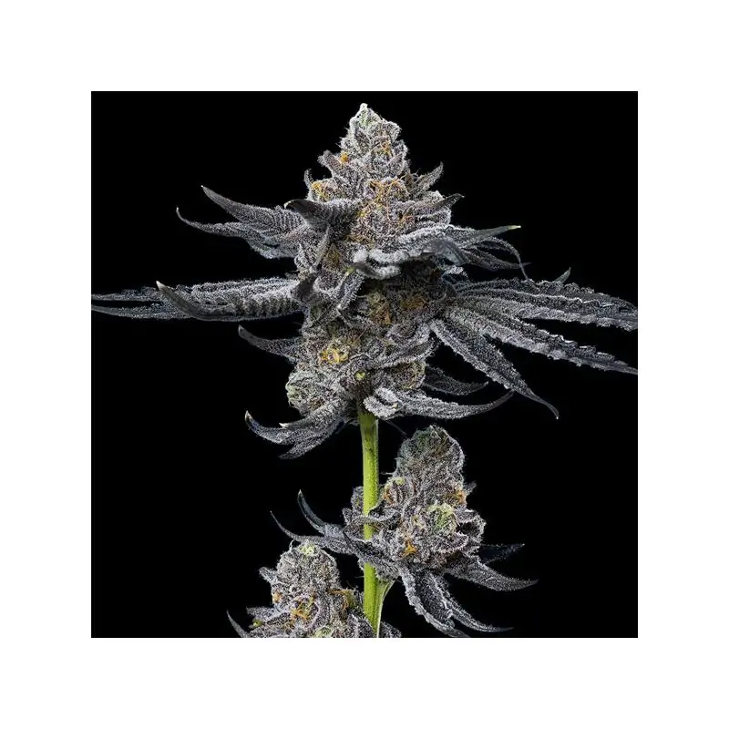 LFG Barney's x Dr. Greenthumb