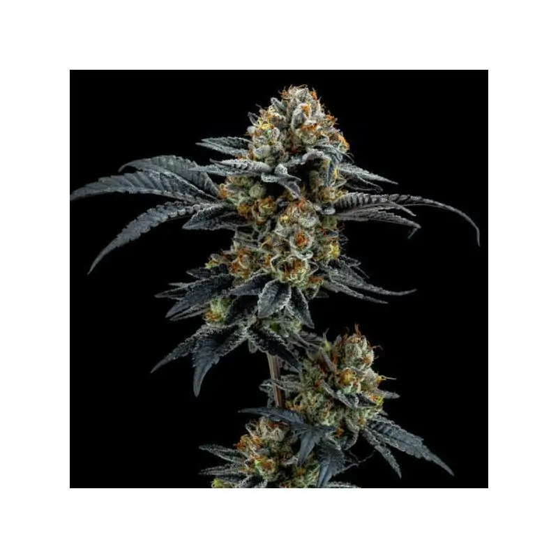 Gorilla Cookies