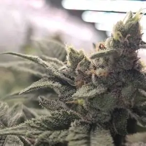 Crazy Banana 13 u. Reg Bask Triangle Farms