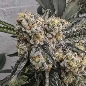 Zchupz 13 u. Reg Bask Triangle Farms