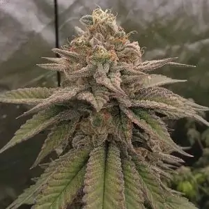 Bloody Cherry 13 u. Reg Bask Triangle Farms