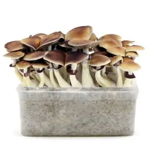 Grow Kit Golden Teacher