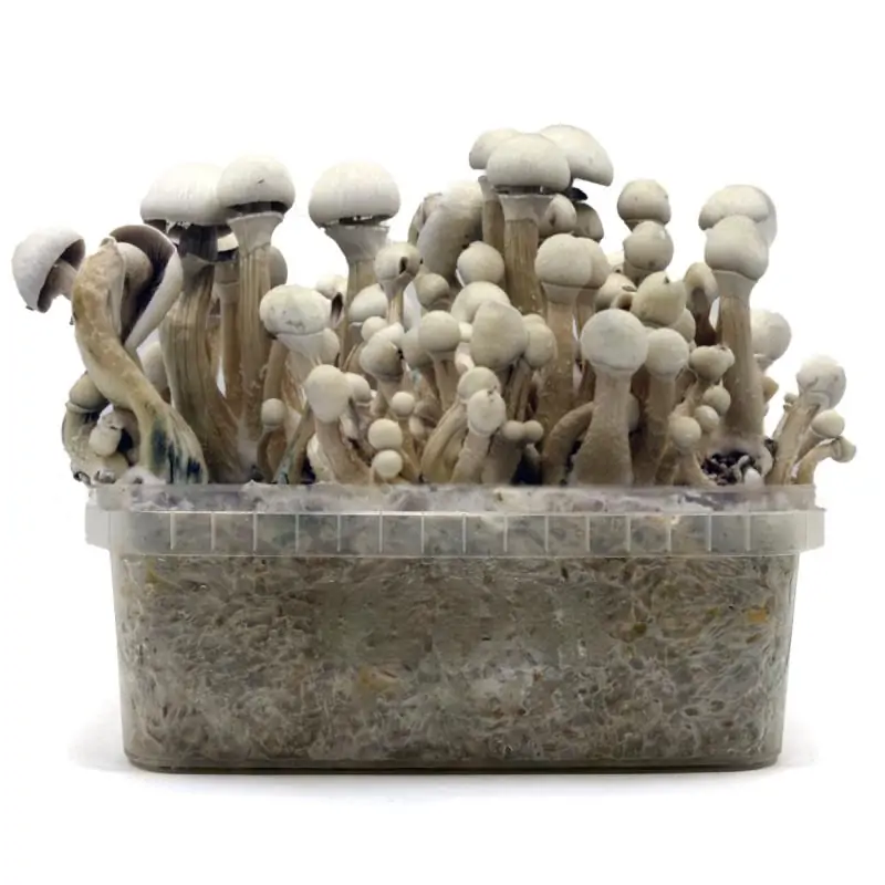 Grow Kit Leucistic