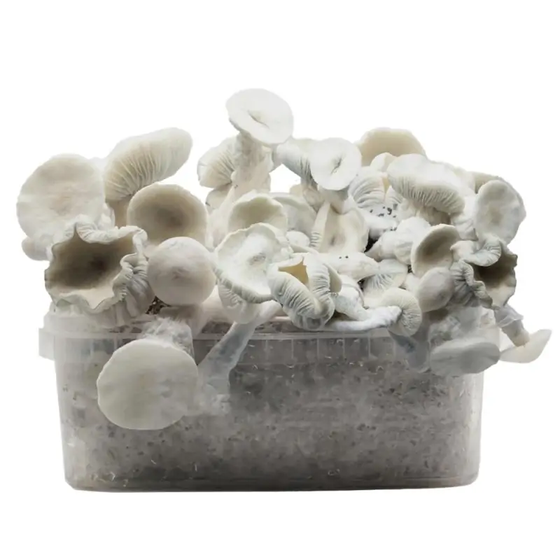 Grow kit Averis Albino