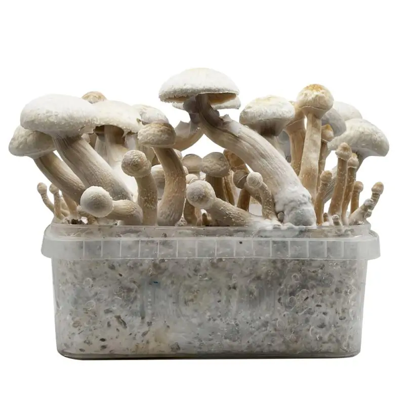 Grow Kit Golden Teacher Albino