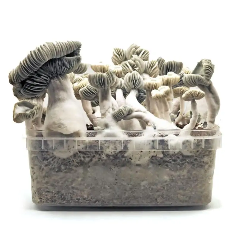 Grow Kit Jack Frost Hybrid
