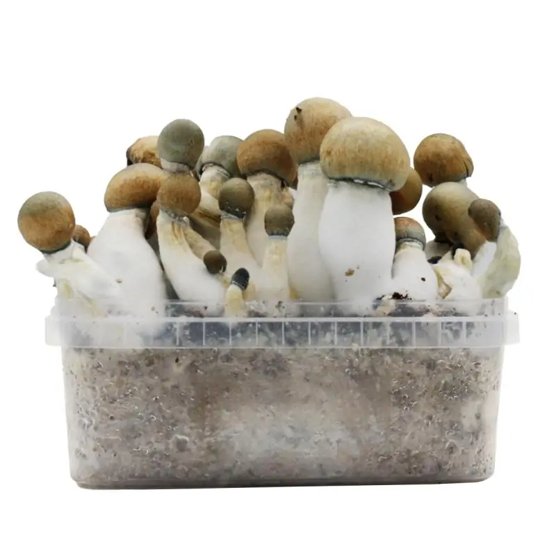Grow Kit Melmac Thrasher Hybrid