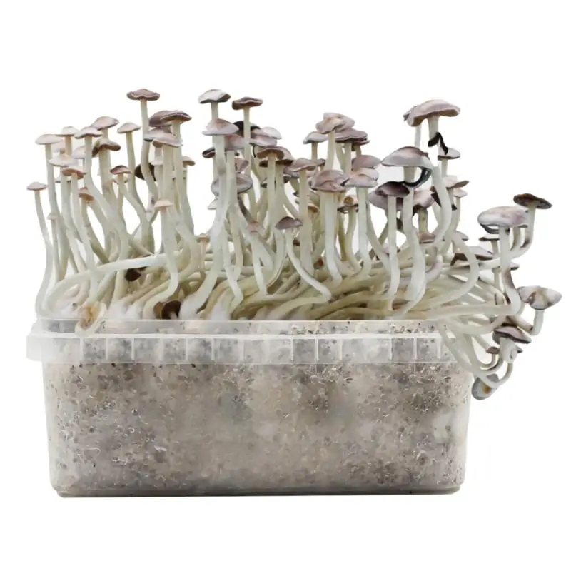 Grow Kit Super Natalensis