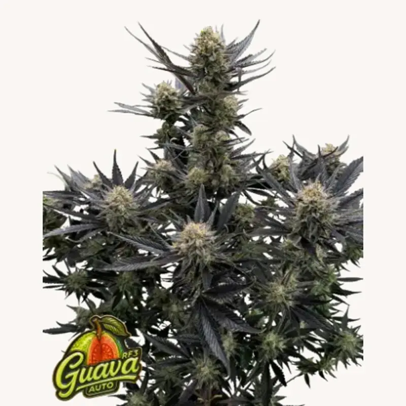 Auto Guava RF3