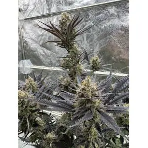 Auto Guava RF3