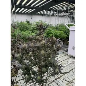 Auto Guava RF3